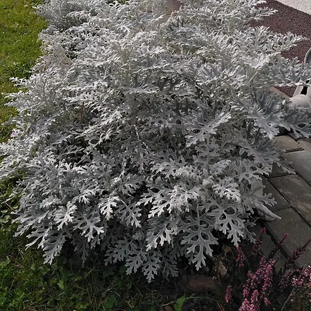 Prywatny Baltic Nova Appartamento Władysławowo