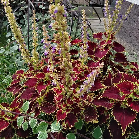 Prywatny Baltic Nova Władysławowo