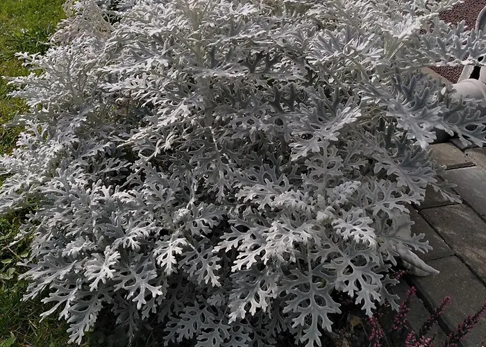 Prywatny Baltic Nova Apartmán Władysławowo