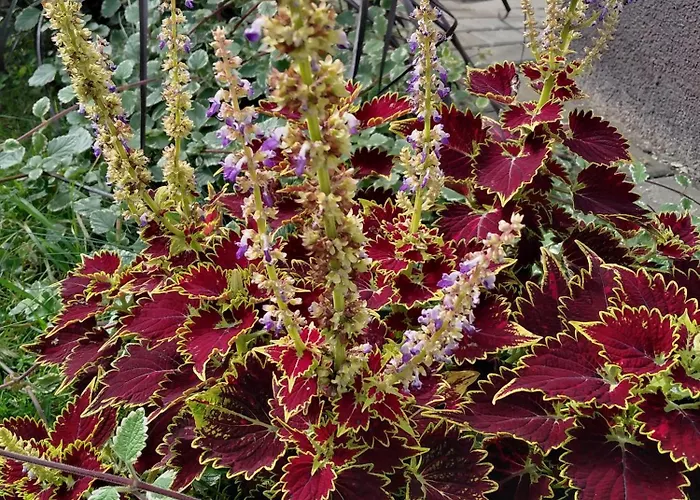 Prywatny Baltic Nova Władysławowo